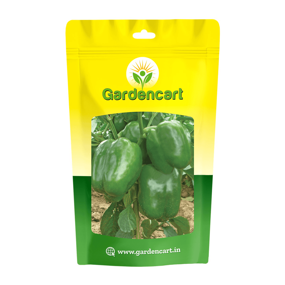 Hybrid Capsicum Bravo Seeds