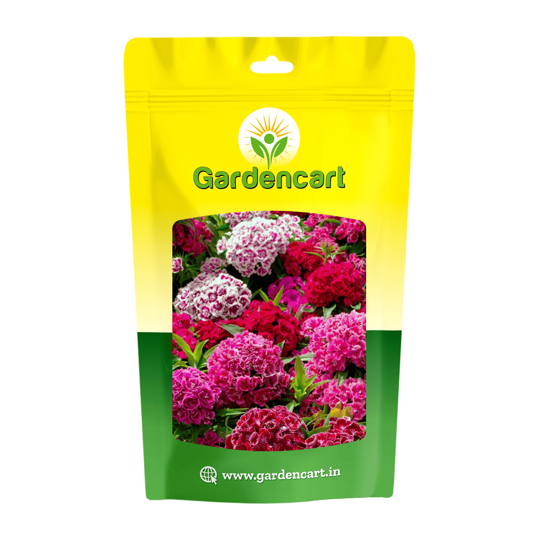 Sweet William Mix Seeds