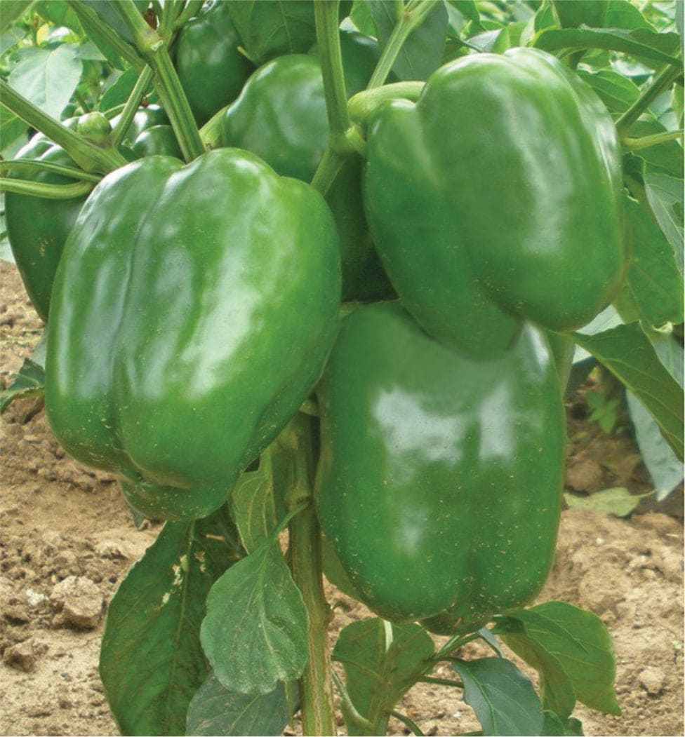 Hybrid Capsicum Bravo Seeds