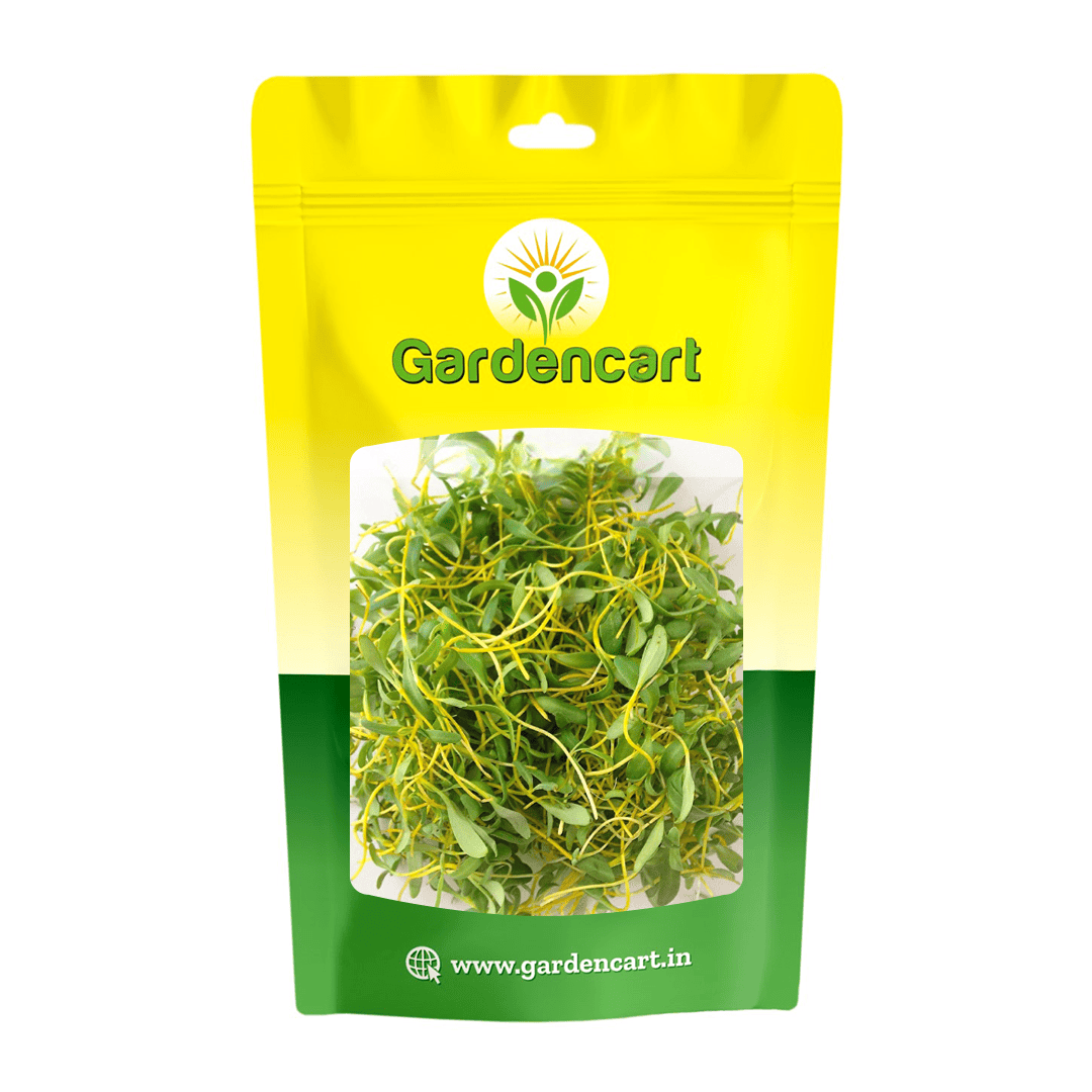 Swiss Chard Golden Sunrise Microgreen