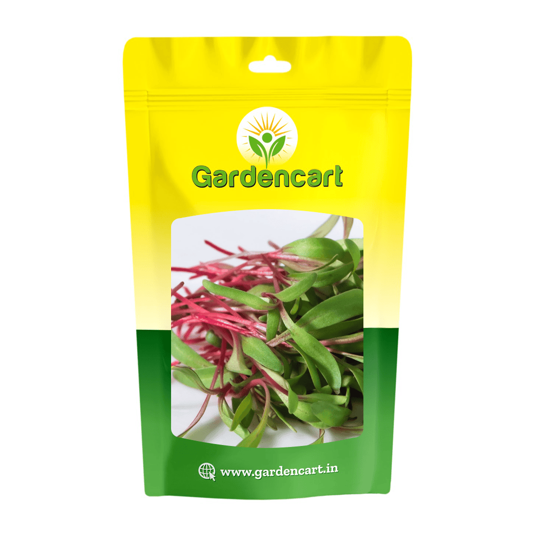 Swiss Chard Red Ruby microgreens