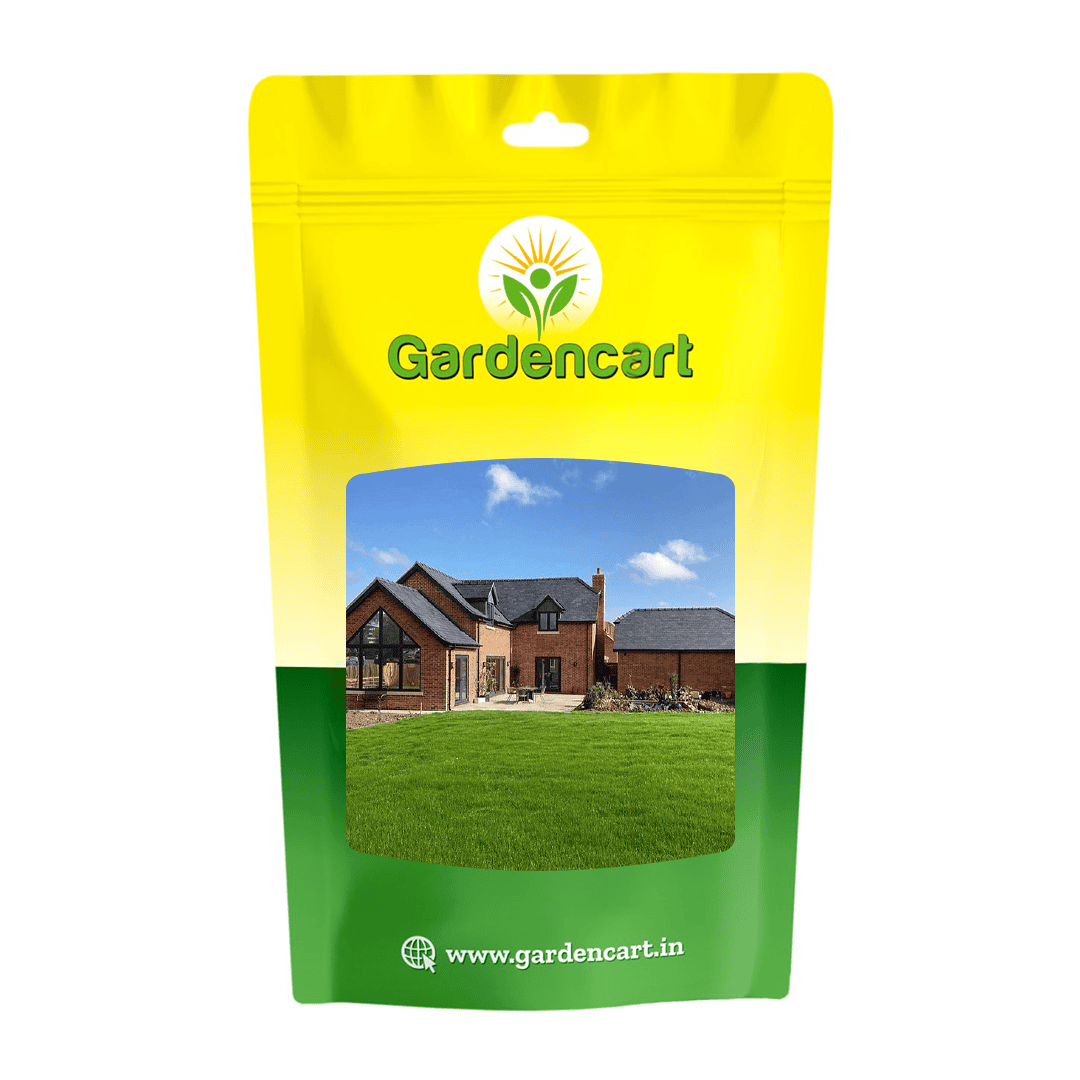Turf Grass Perennial Ryegrass Greener-55 Seeds