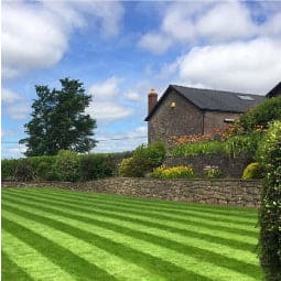 Turf Grass Tall Fescue Rapido-44