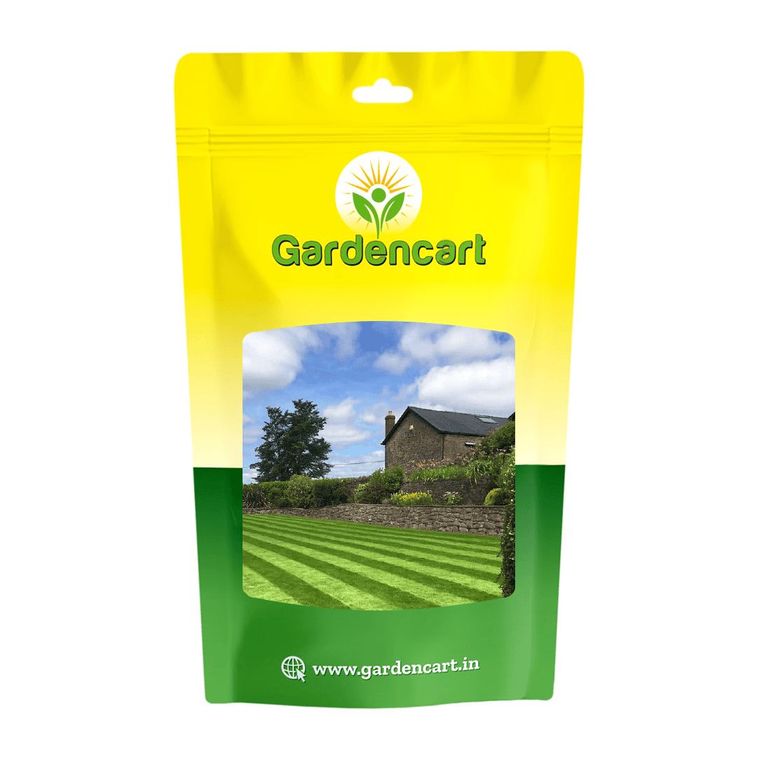 Turf Grass Tall Fescue Rapido-44