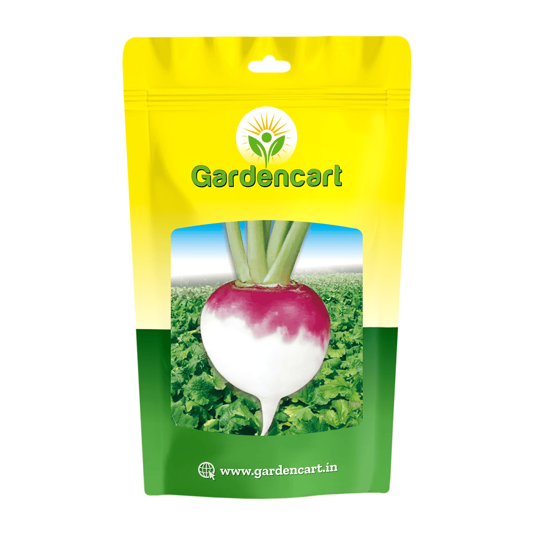 Turnip Purple Top White Globe