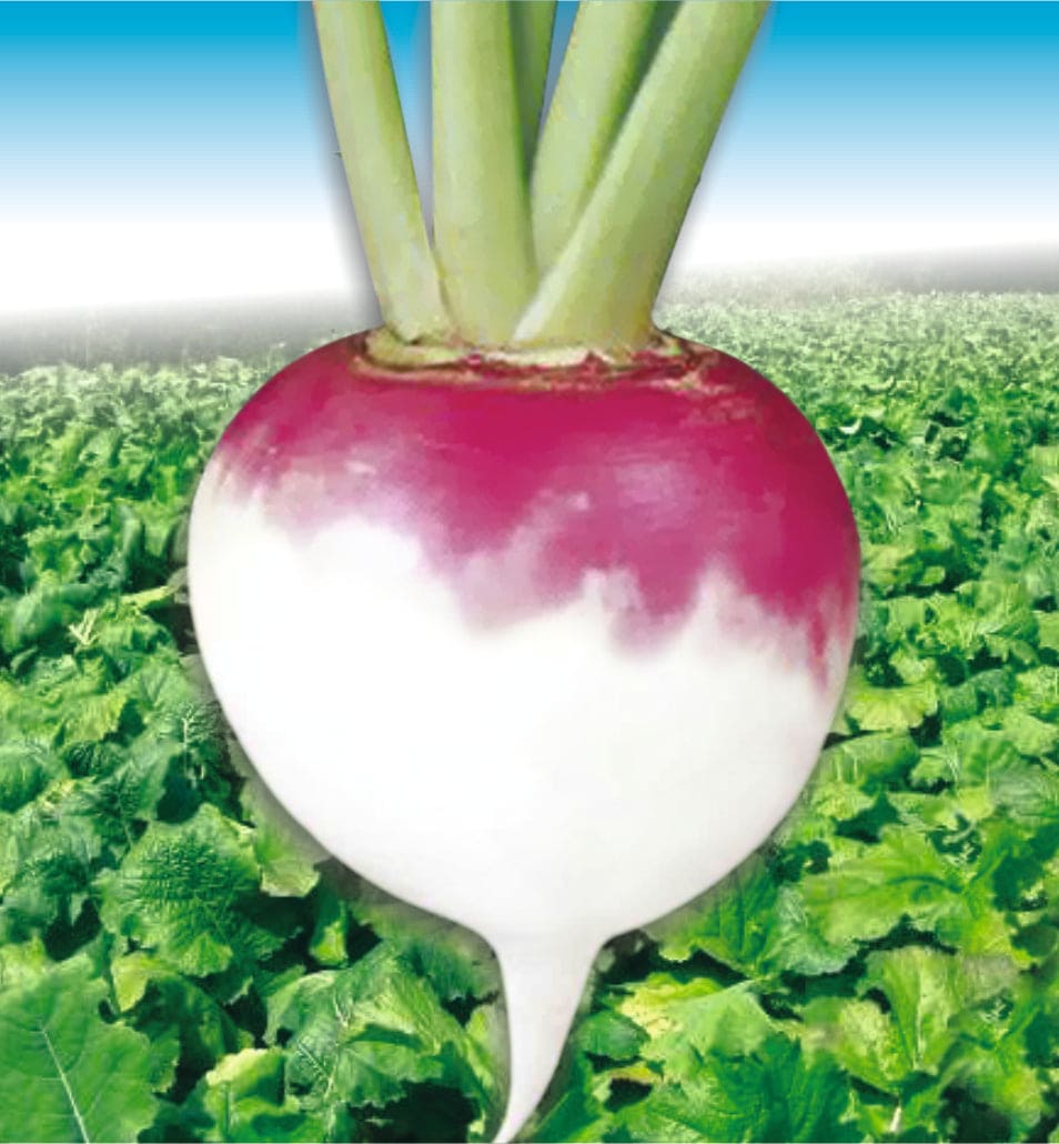 Turnip Purple Top White Globe