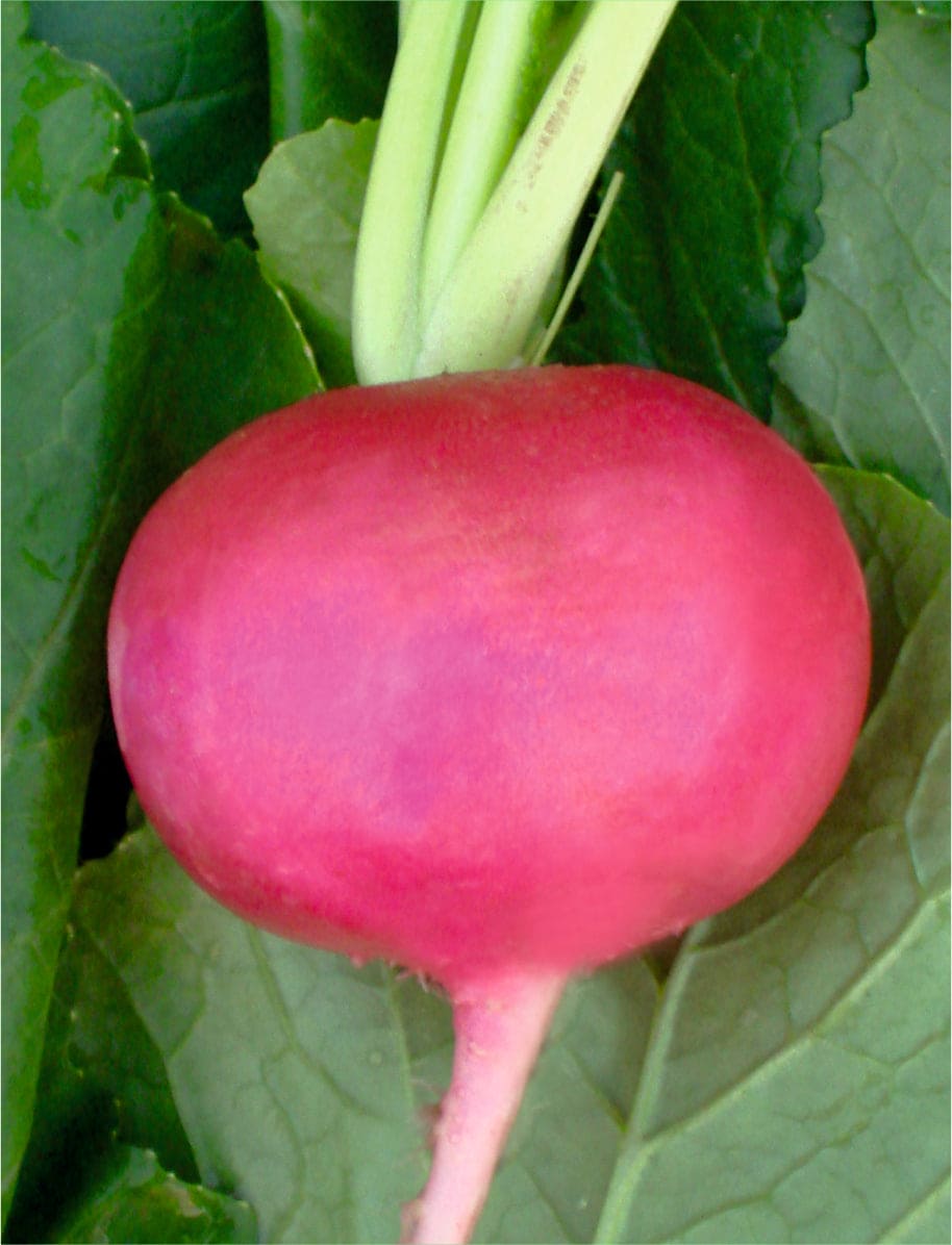 Turnip Desi Red