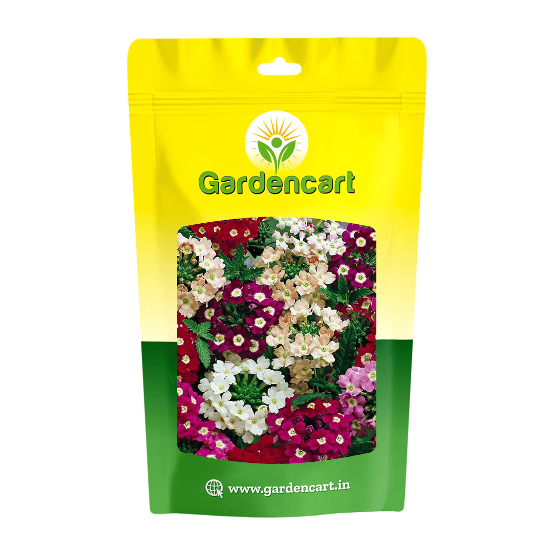 Verbeena Compact Mix Seeds