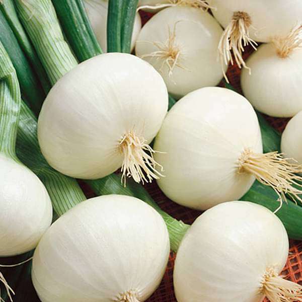 Onion White Globe Seeds