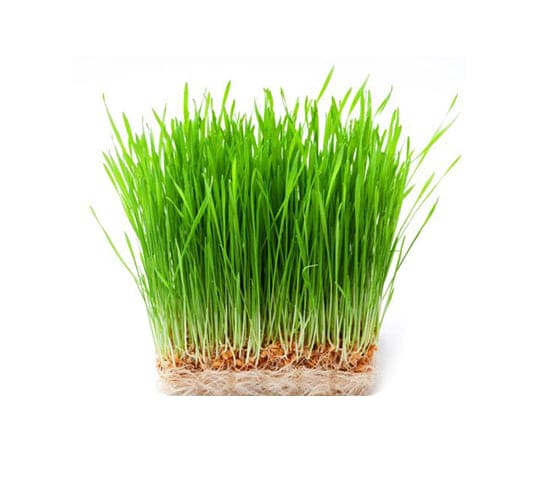 Wheatgrass Microgreens