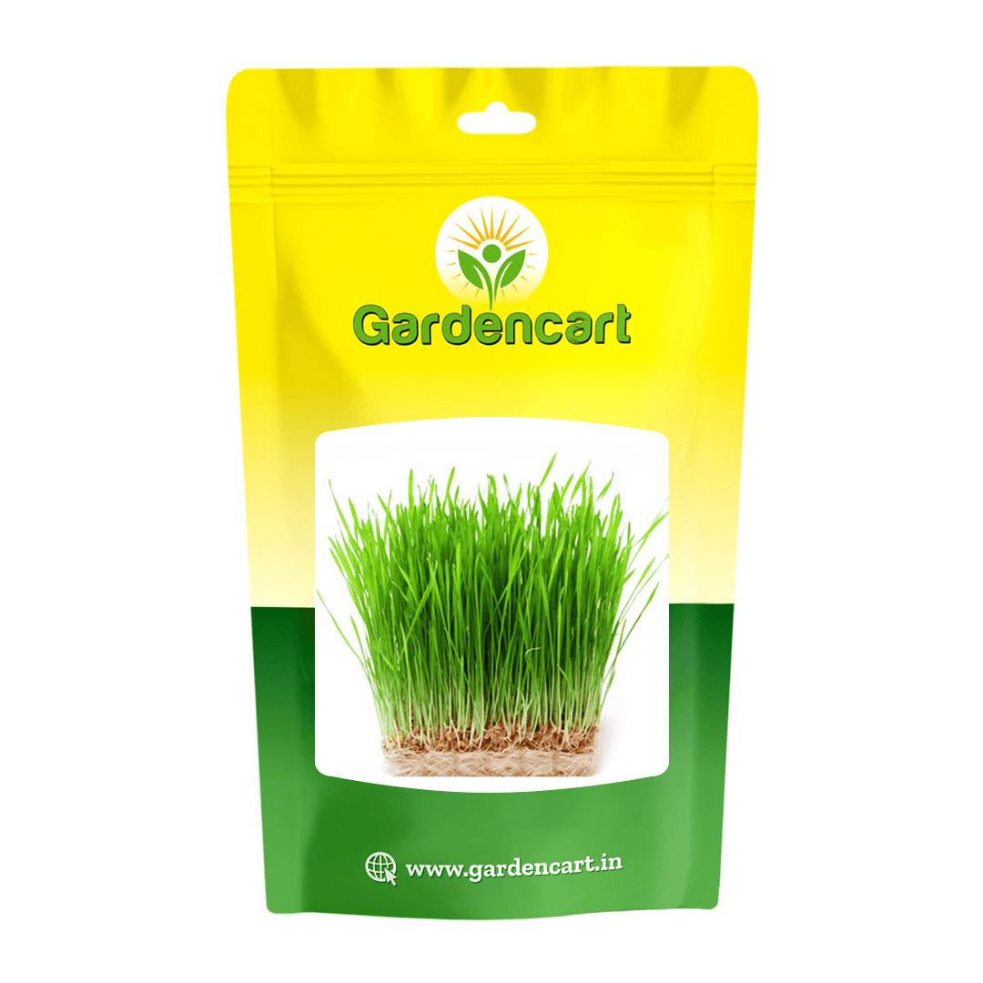 Wheatgrass Microgreens