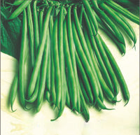 French Beans Jyoti Seeds