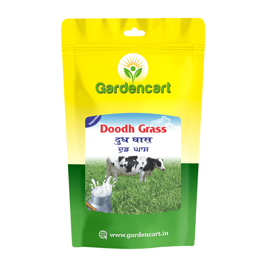 Annual Ryegrass Doodhgrass Seeds