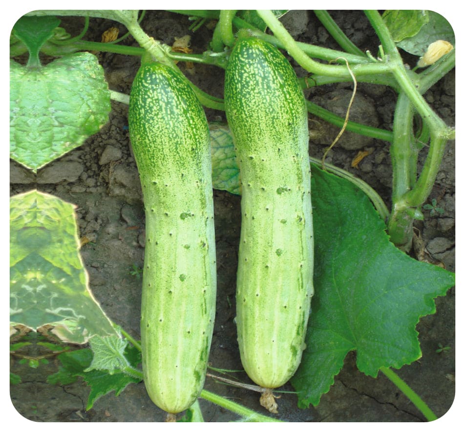 Cucumber Green Wonder Seeds