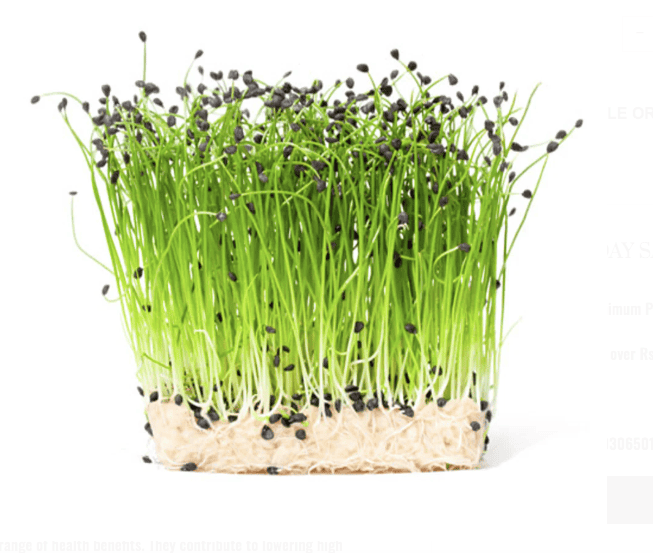 Onion Microgreens