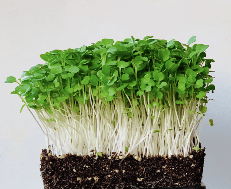 Rocket Cultivated Microgreens