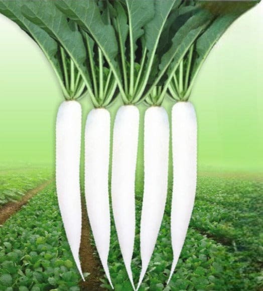Hybrid Radish Sonal-3636 Seeds