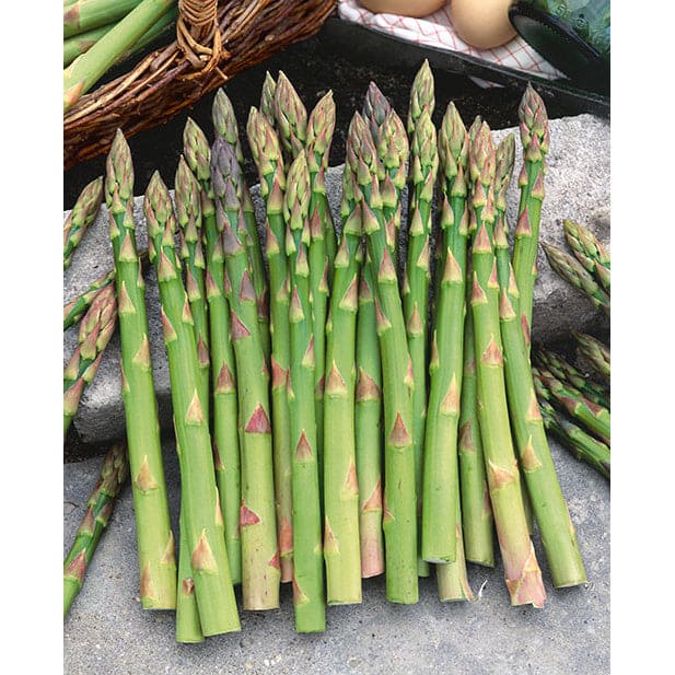 Asparagus Mary Washington Seeds