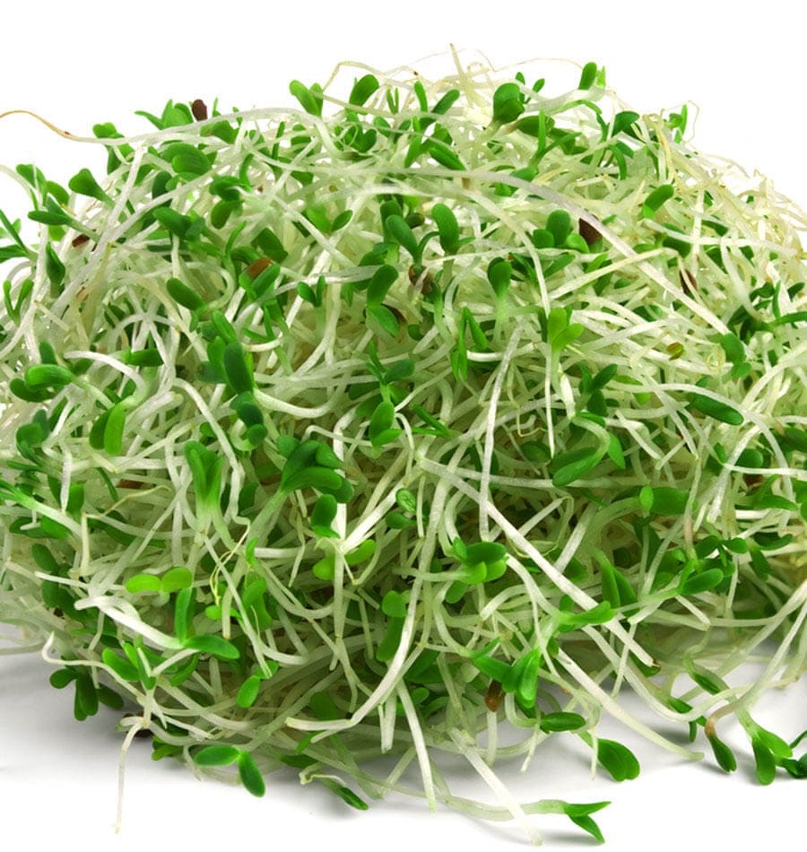 Alfalfa microgreens