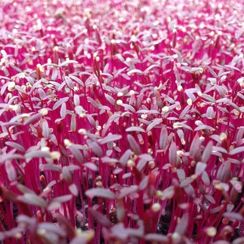 Amaranthus Red microgreens