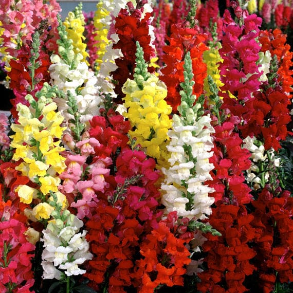 Antirrhinum (Snap Dragon Mix) Seeds