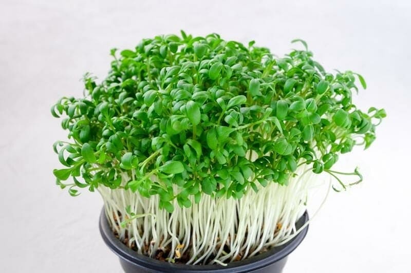 Arugula microgreens