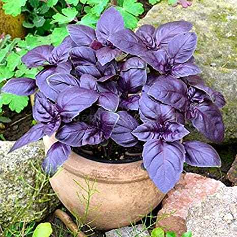 Basil Purple Dark Opal Seeds