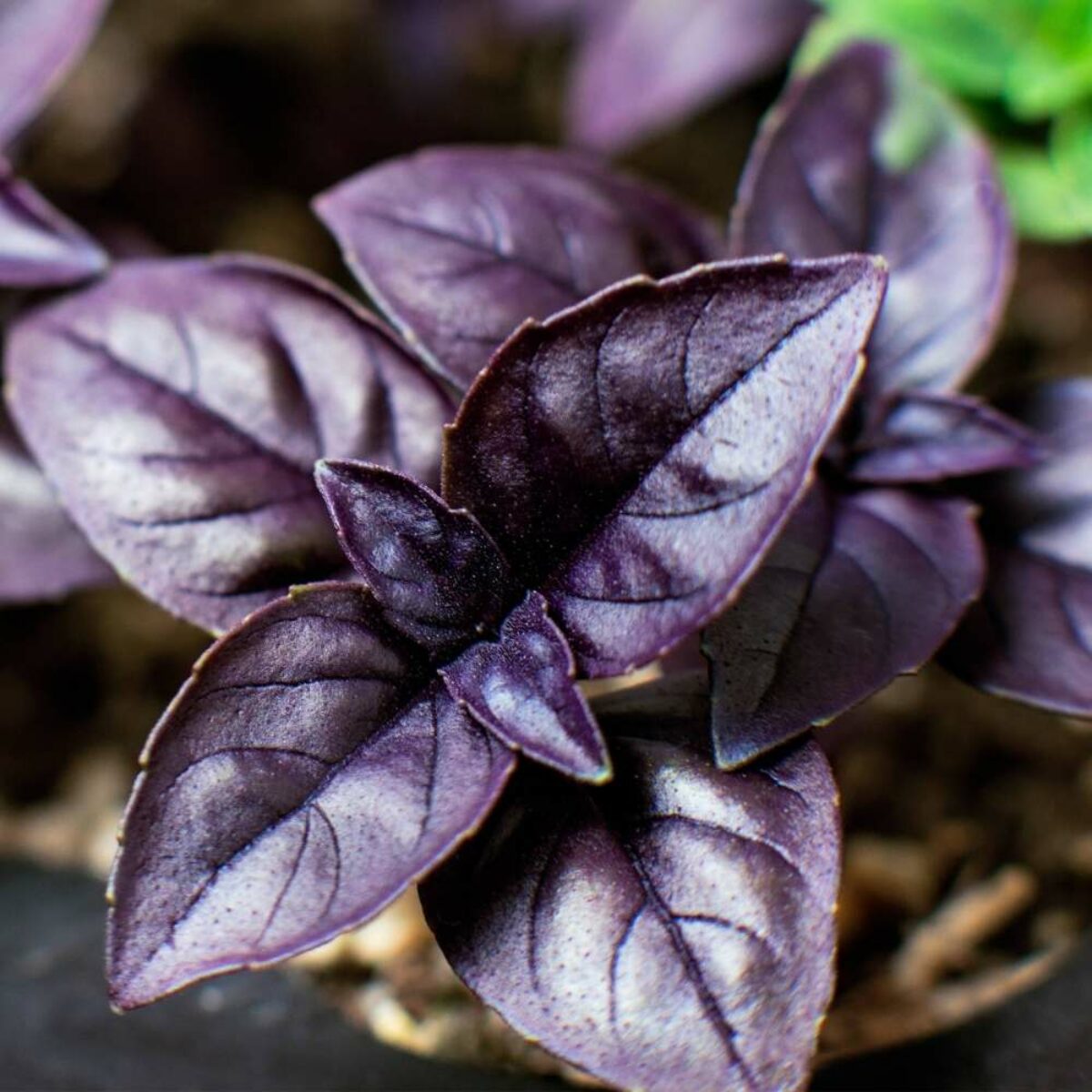 Basil Purple Dark Opal Seeds