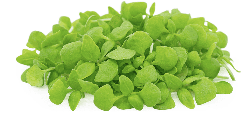 Basil Lemon microgreens