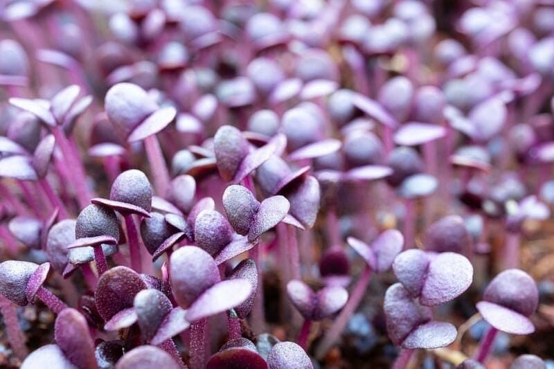 Basil Purple microgreens