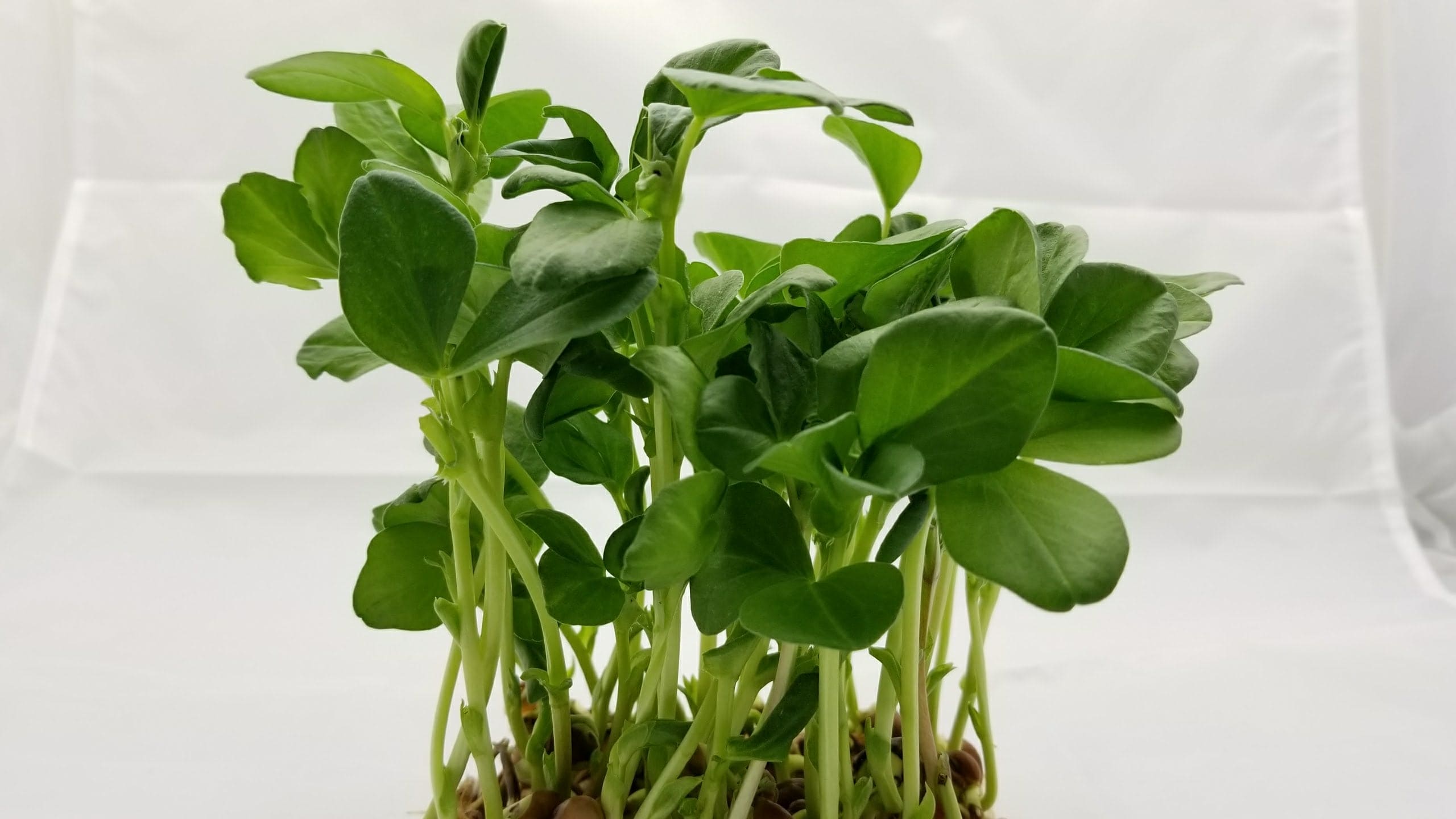 Beans microgreens