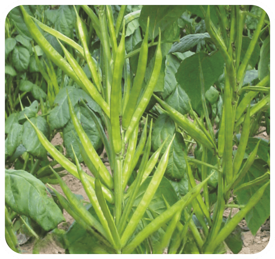 Cluster Beans Guar Rattan-77 Seeds