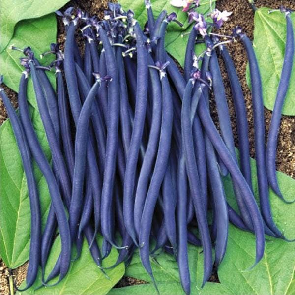 French Beans Purple Seeds