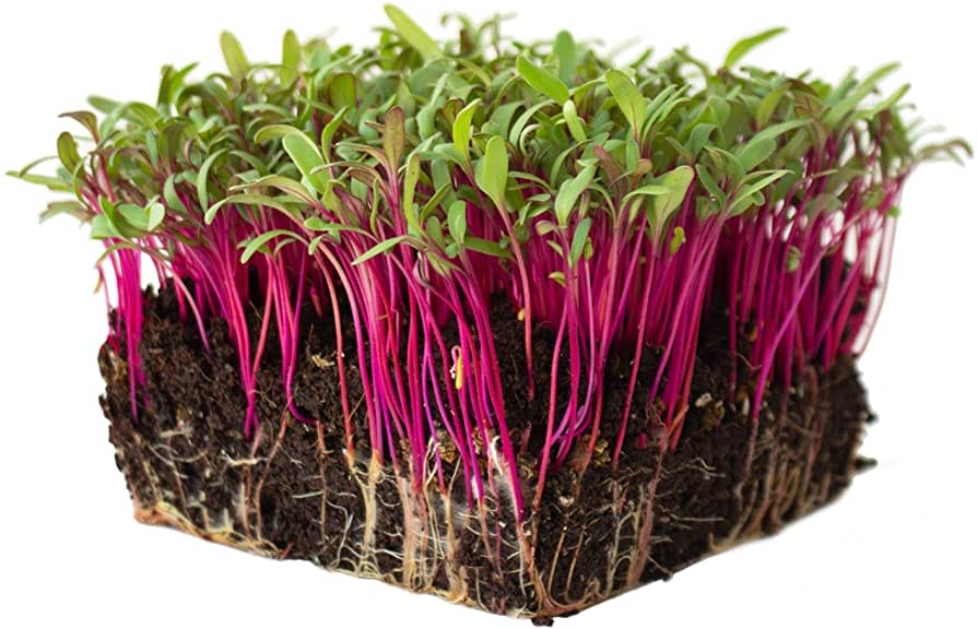 Beetroot Detroit Dark Red microgreens