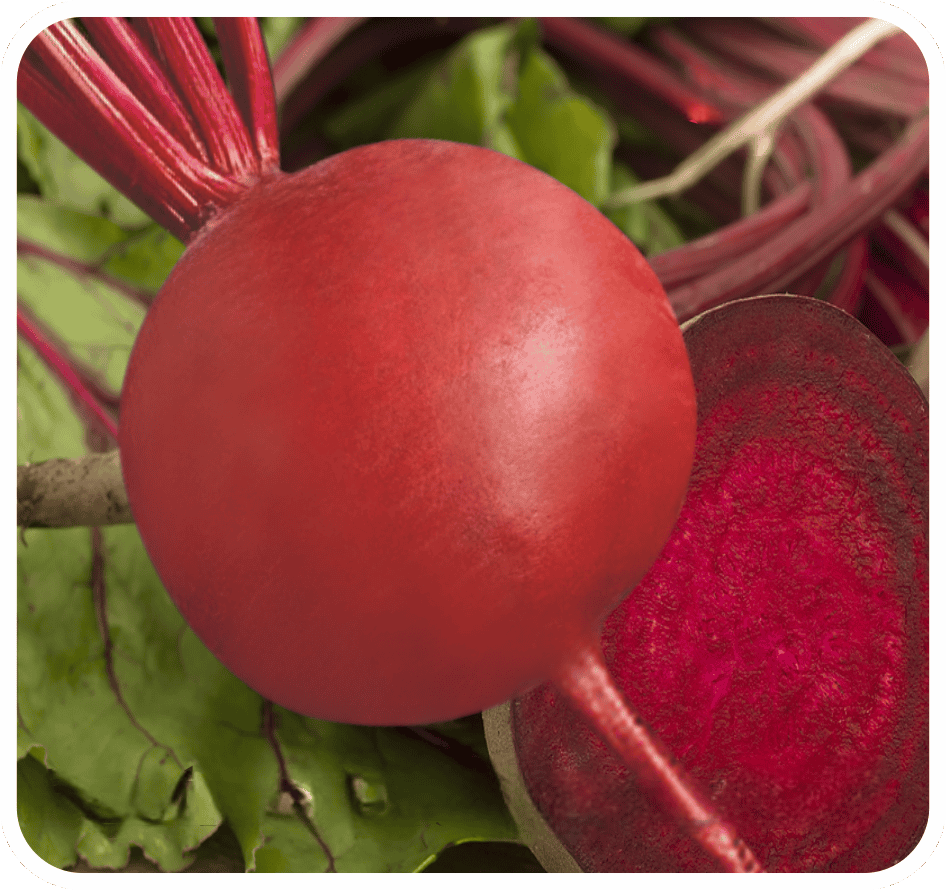 Hybrid Beetroot Red Express-505 Seeds