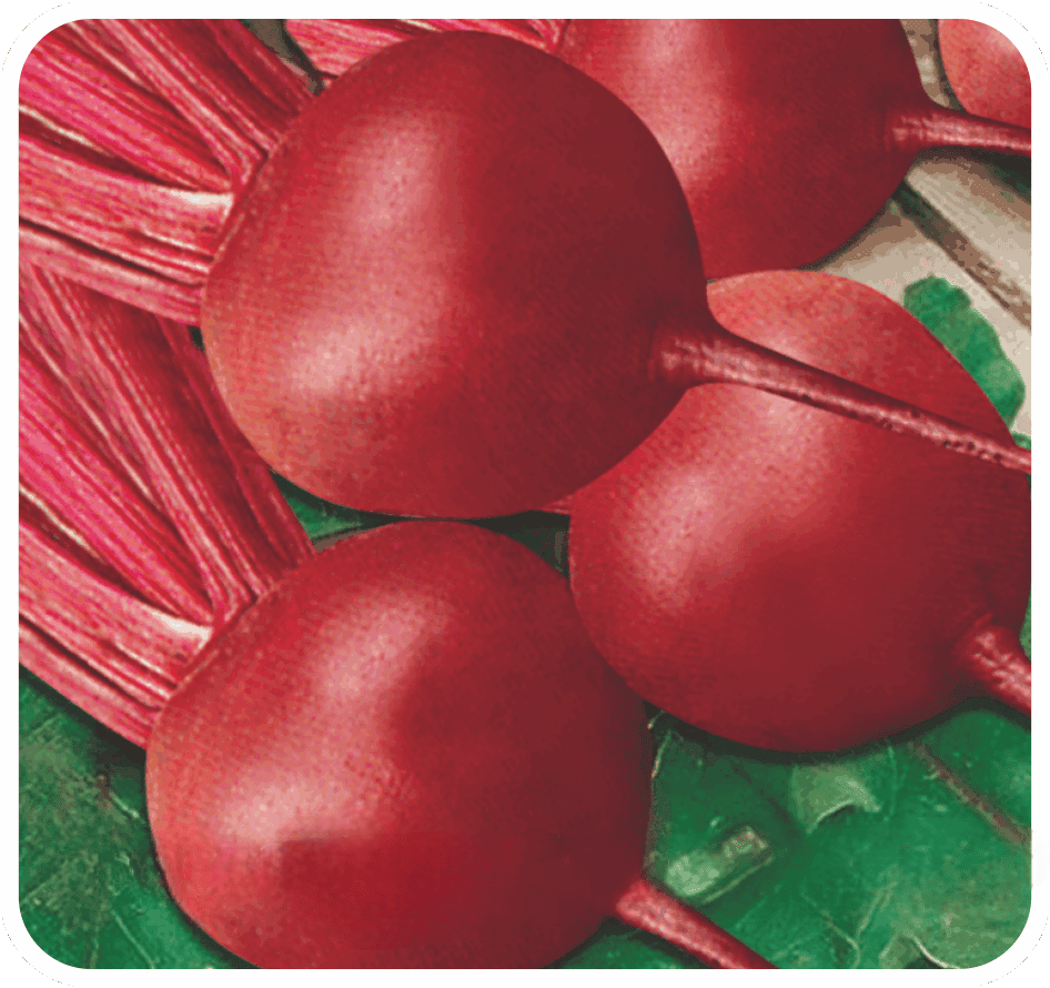 Beetroot Ruby Queen Seeds