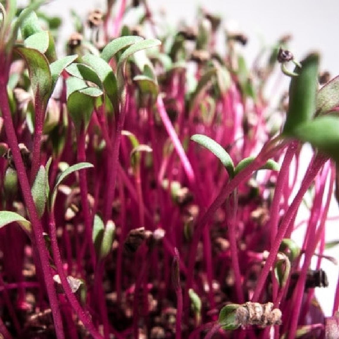 Beetroot Ruby Queen microgreens