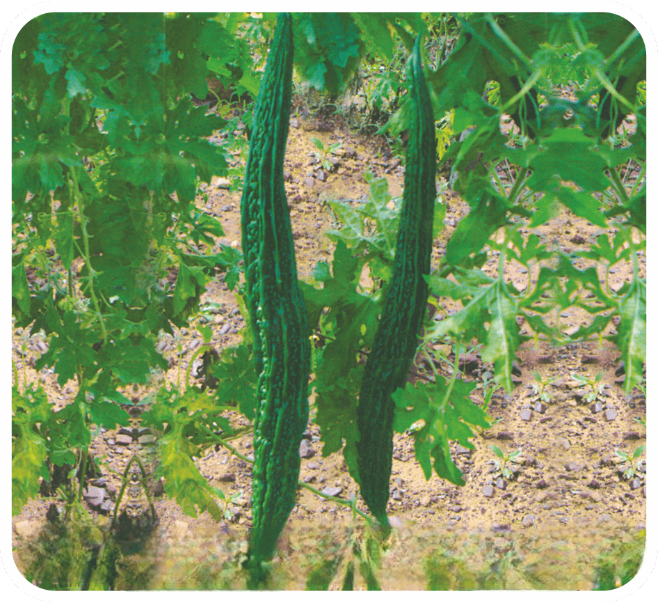 Bittergourd Jhaleri Special Seeds