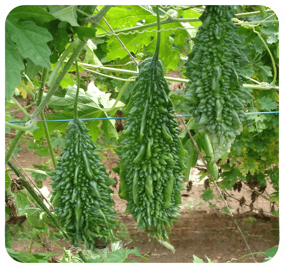 Bittergourd Katahi Seeds