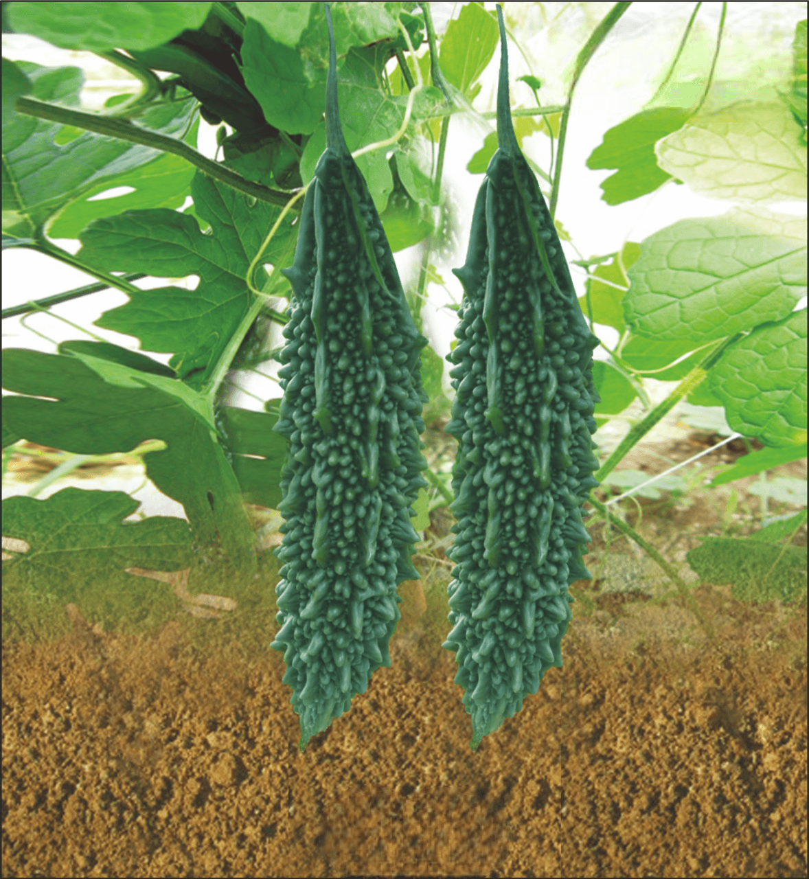 Hybrid Bittergourd Virat Seeds