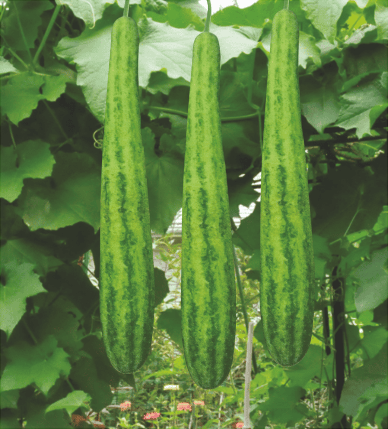 Bottlegourd Dharidhar Seeds