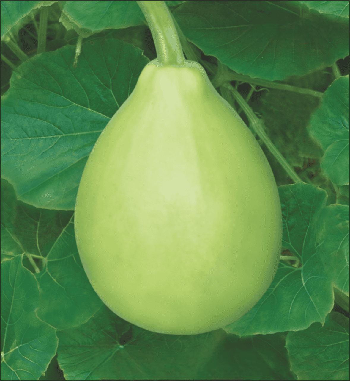 Hybrid Bottlegourd Latoo Seeds