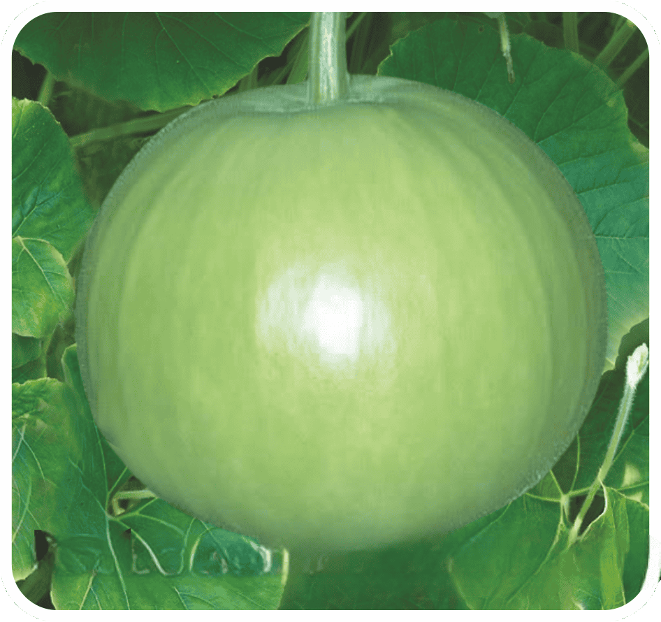 Hybrid Bottlegourd Round Rachna Seeds