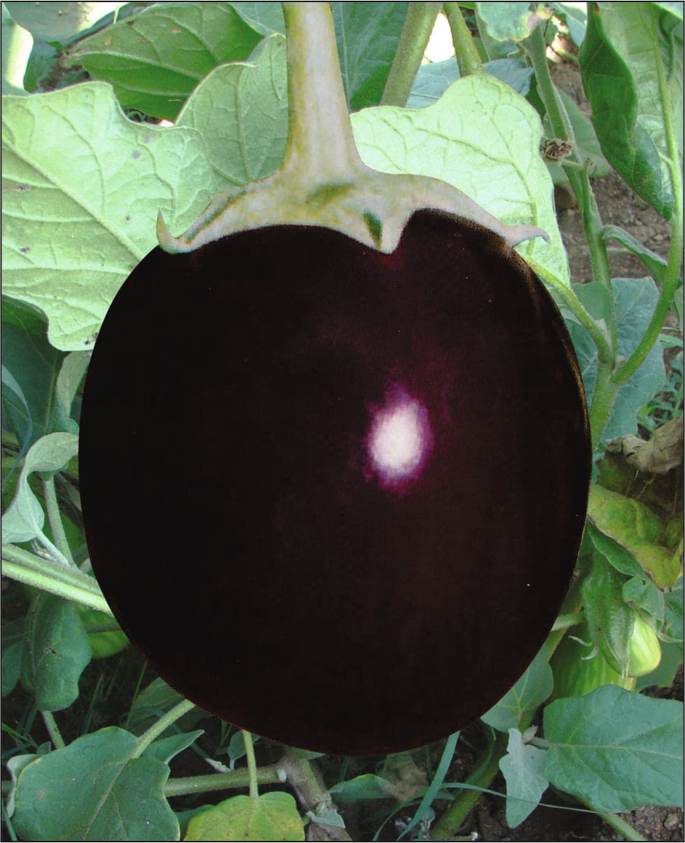 Brinjal Purple Round Seeds