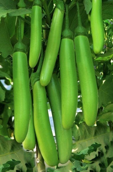 Brinjal Green Long Seeds