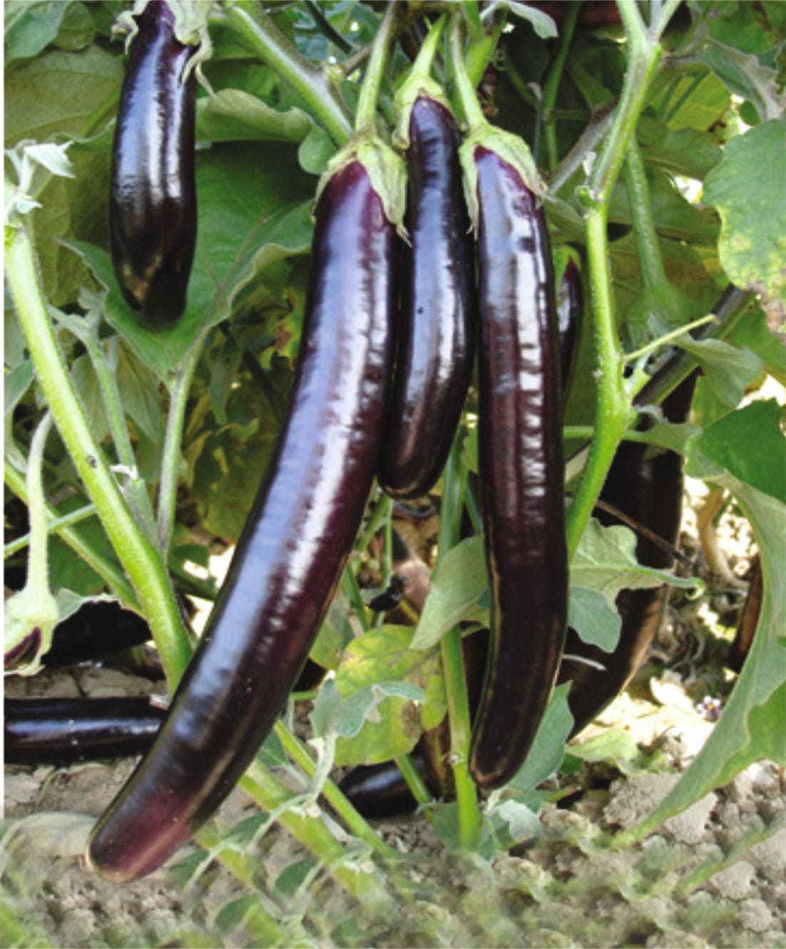 Brinjal Purple Long Seeds