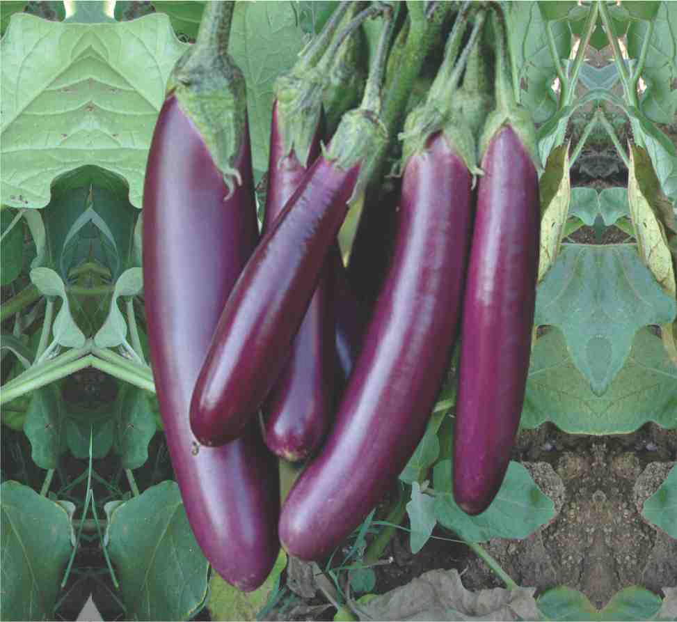 Hybrid Brinjal Long Dev Seeds