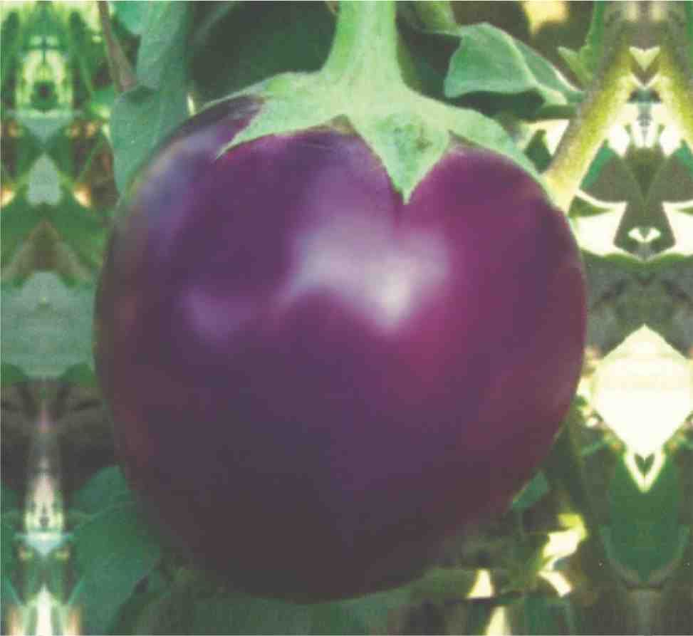Hybrid Brinjal Round Mahesh Seeds