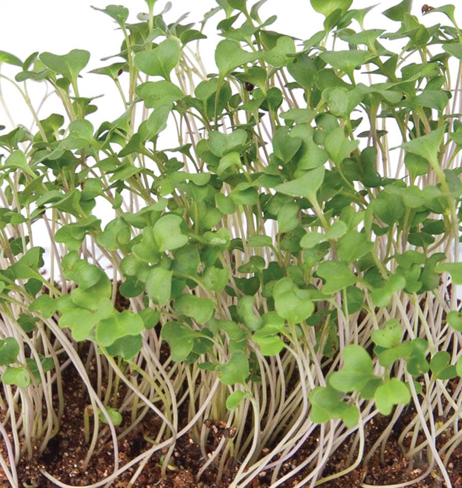 Broccoli Imported microgreens