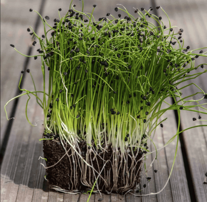 Bunching Onion microgreens
